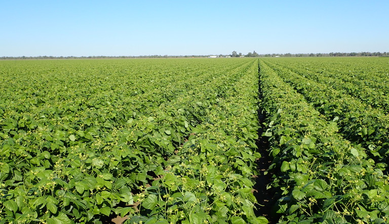 Powerful One shot Pest Control In Summer Pulses ADAMA Australia